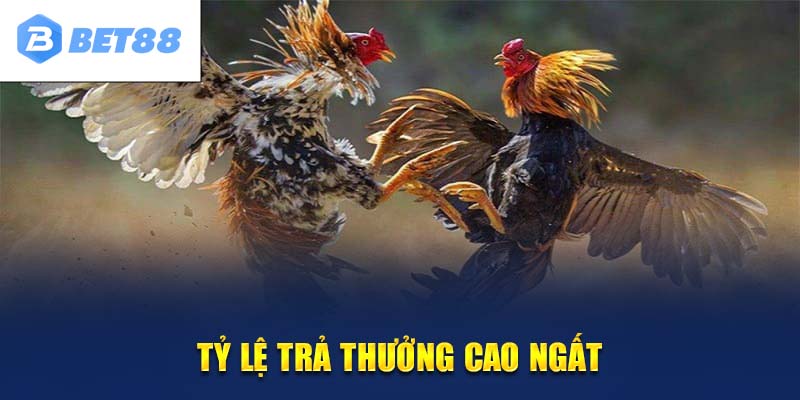 Số lượng trận đấu nhiều đi kèm tiền thưởng cực khủng